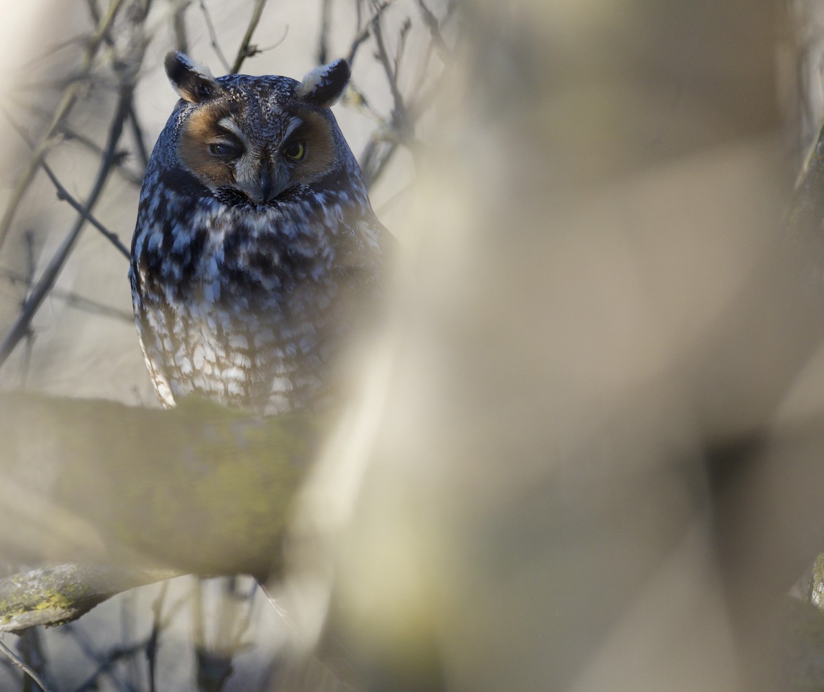 Long-eared Owl - ML614253121