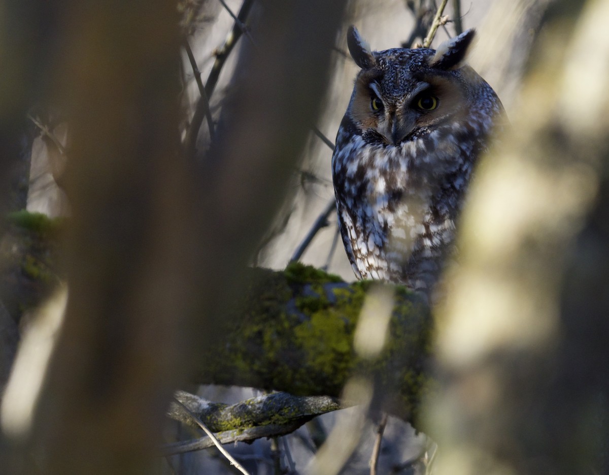 Long-eared Owl - ML614253122