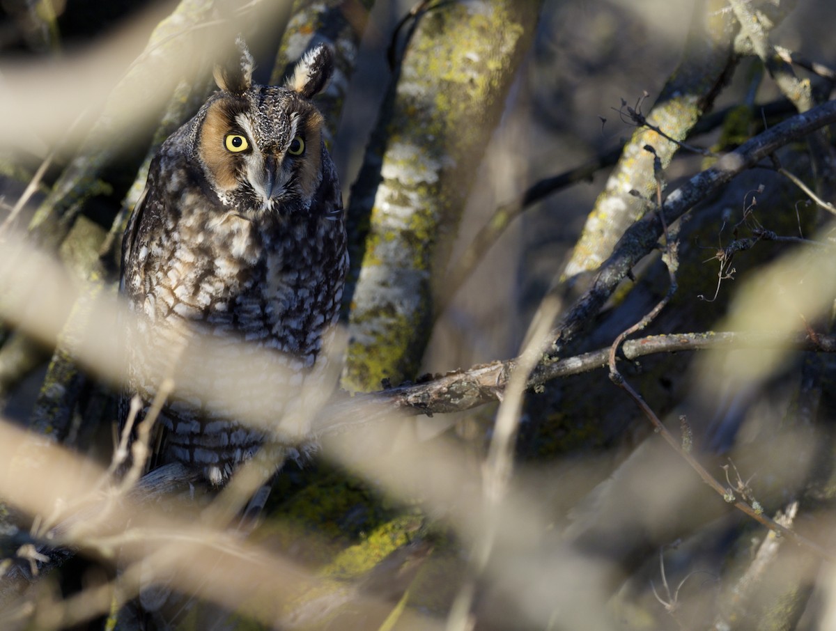Long-eared Owl - ML614253123