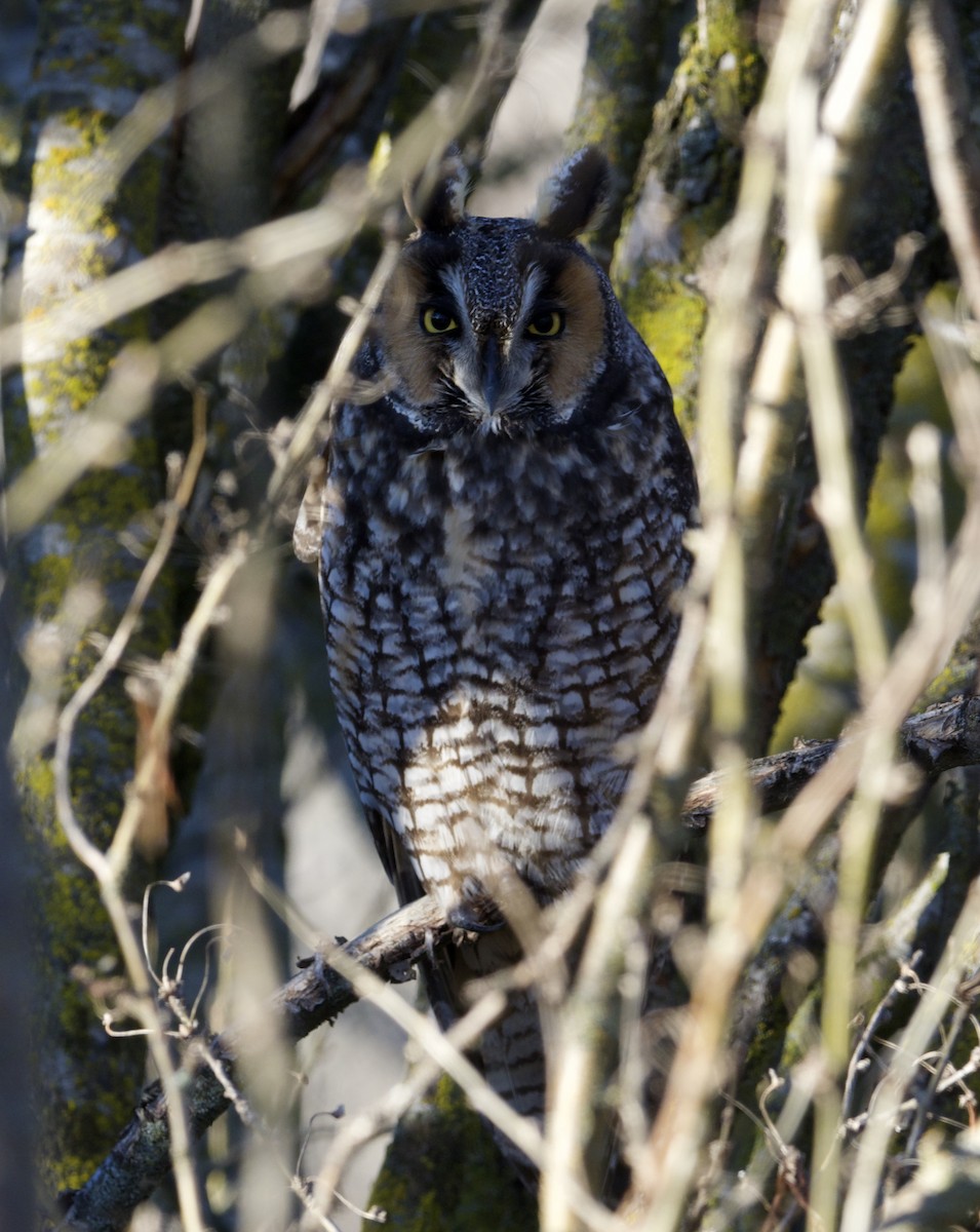 Long-eared Owl - ML614253125