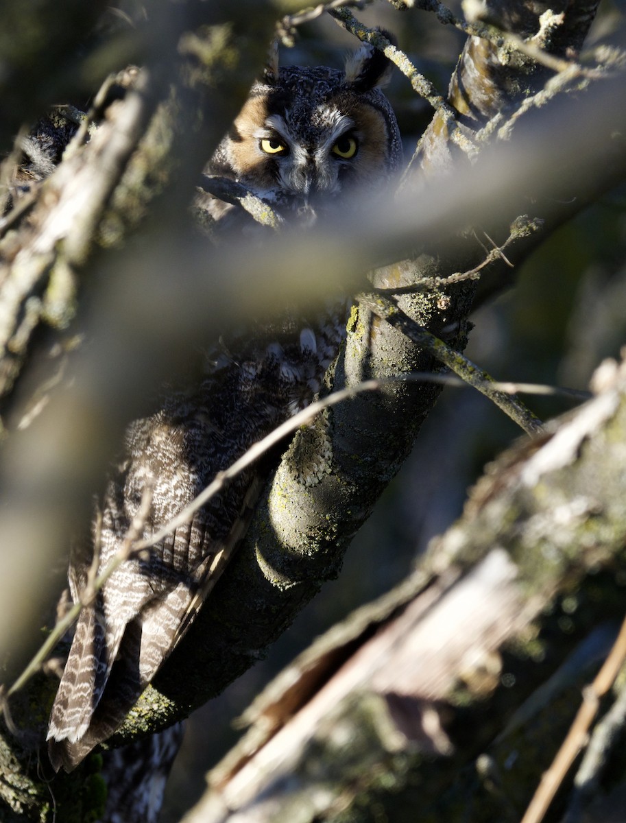 Long-eared Owl - ML614253126