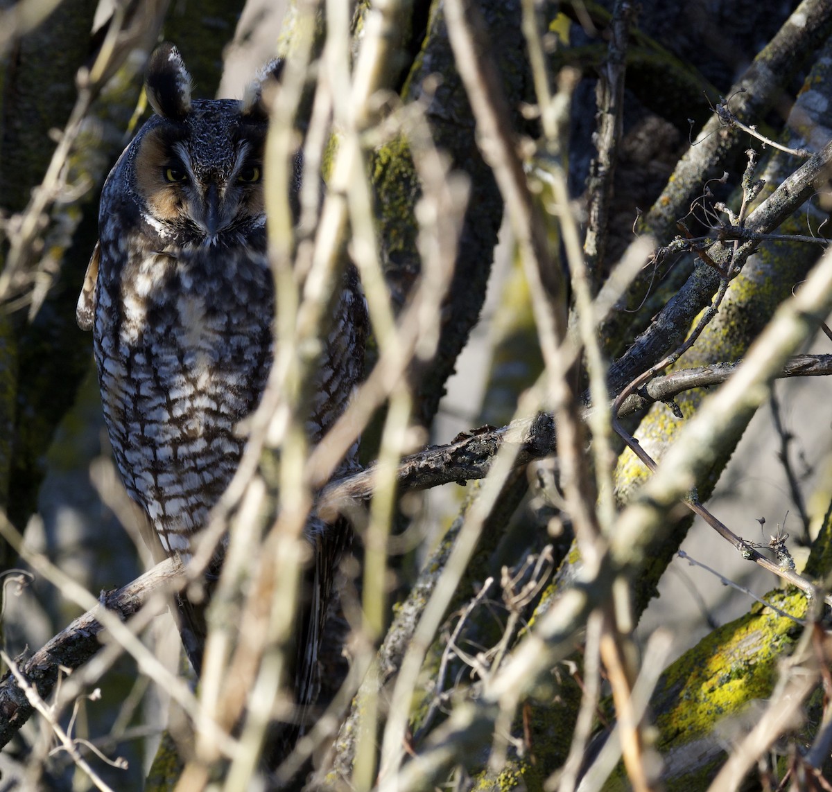 Long-eared Owl - ML614253128