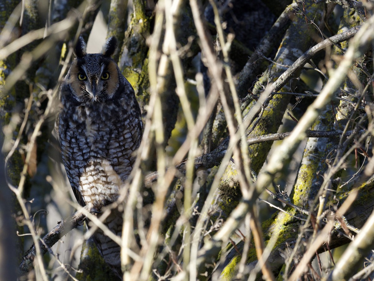 Long-eared Owl - ML614253129