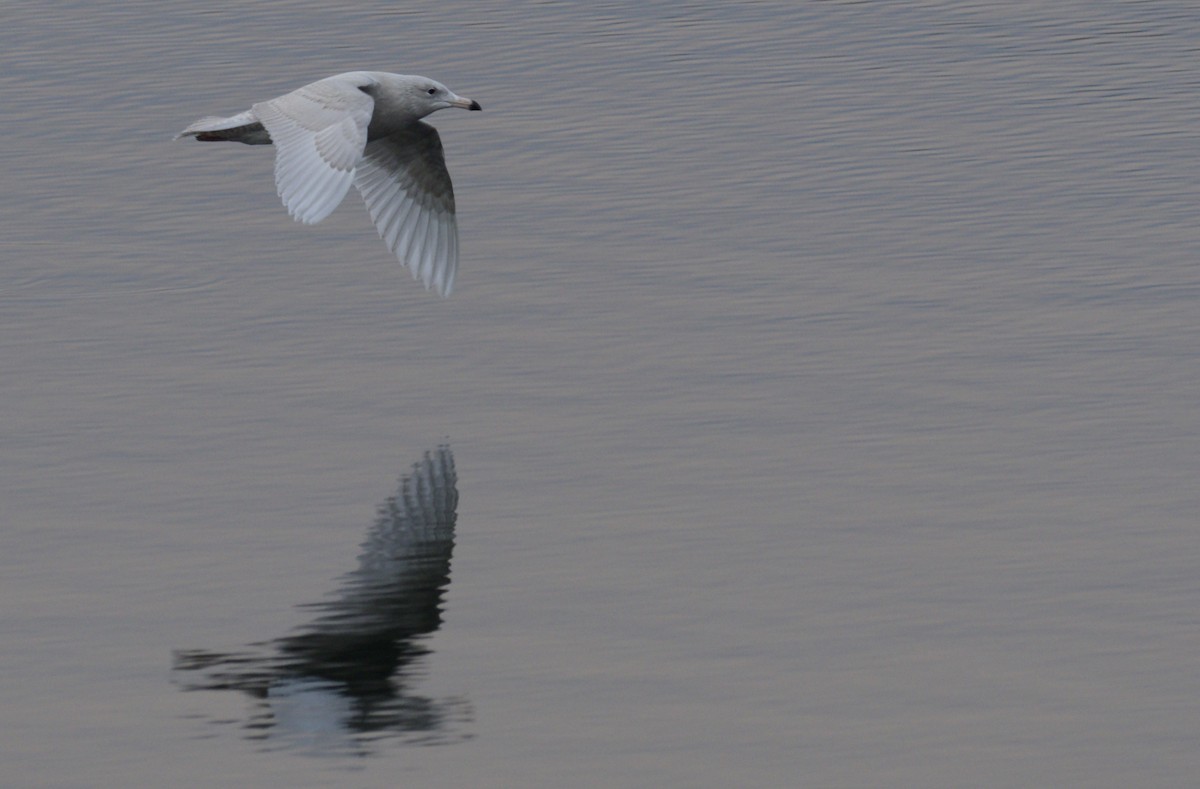 Glaucous Gull - ML614253178