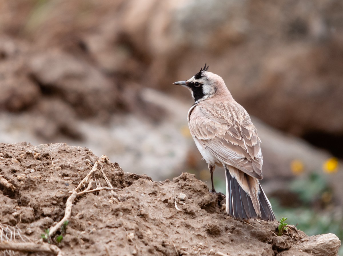 Horned Lark - ML614253217