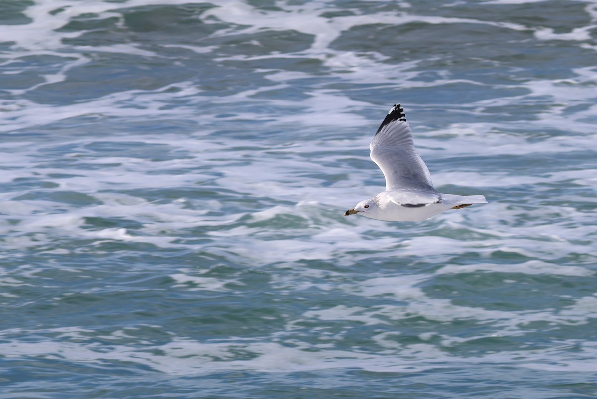 Ring-billed Gull - ML614253224