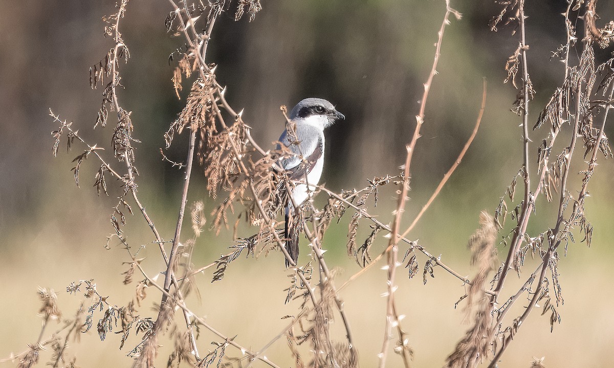 Loggerhead Shrike - Nick Pulcinella