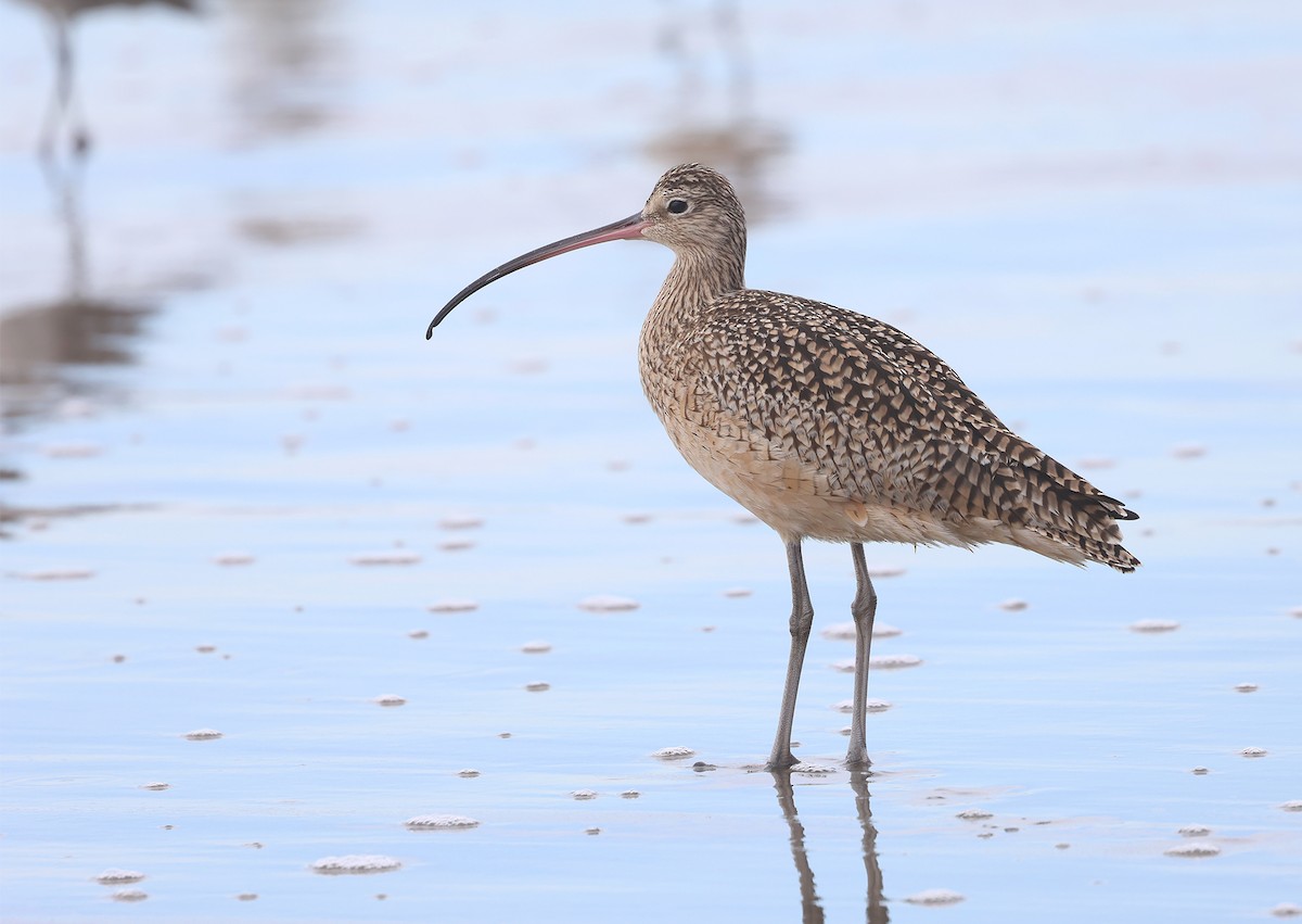 Long-billed Curlew - ML614253292
