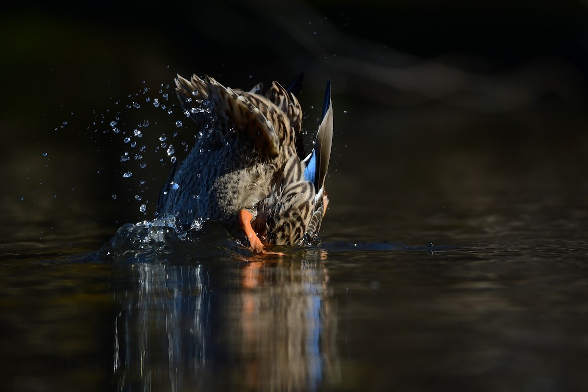 Canard colvert - ML614253425