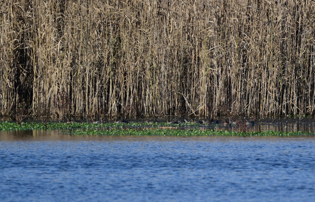 Green-winged Teal - ML614253465