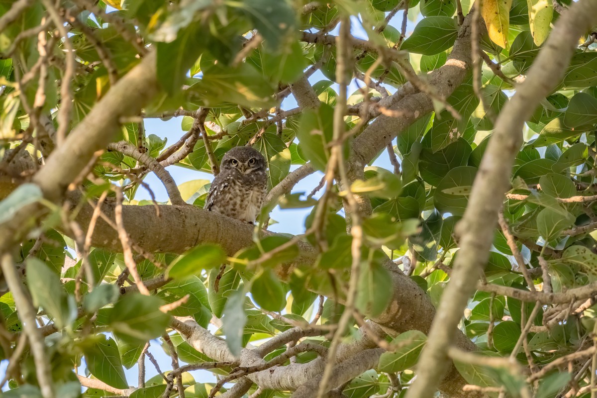 Spotted Owlet - ML614253540