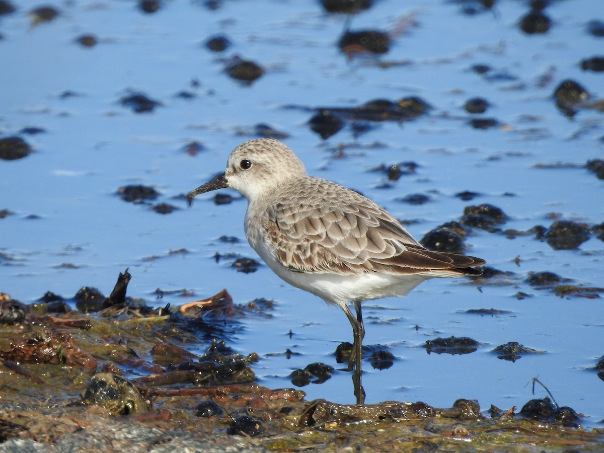Red-necked Stint - Kerry Vickers