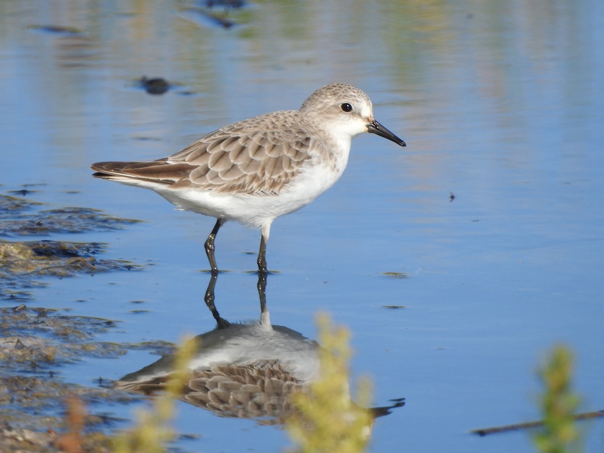 Red-necked Stint - Kerry Vickers