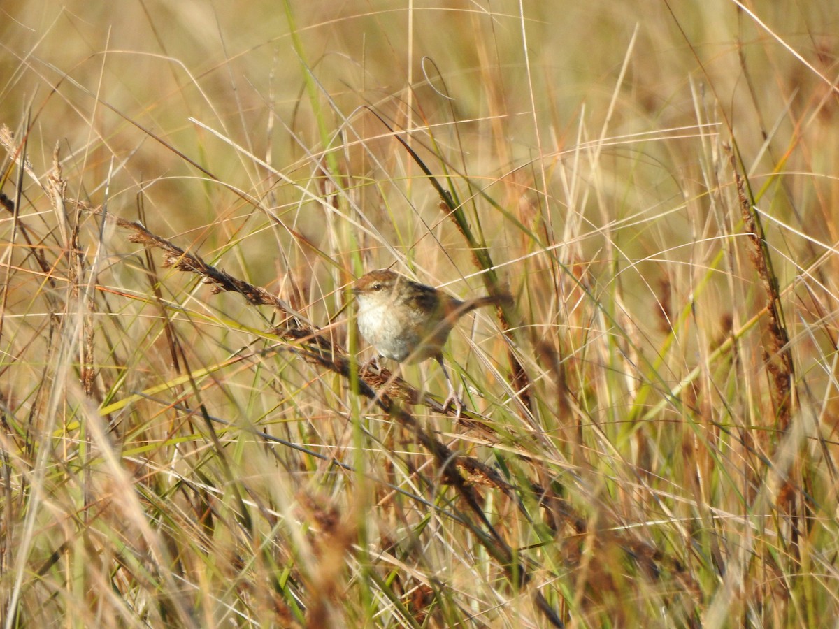 Little Grassbird - Kerry Vickers