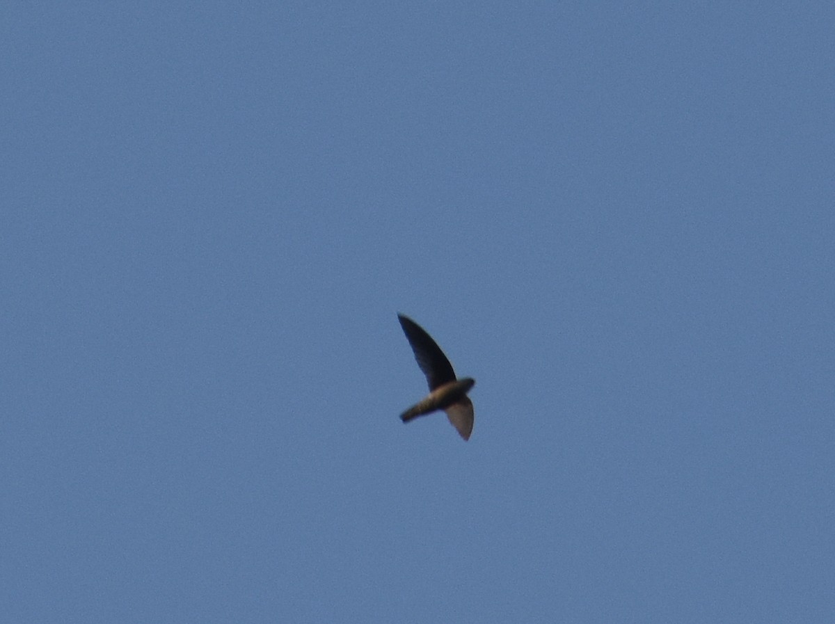 Indian Swiftlet - ML614253622