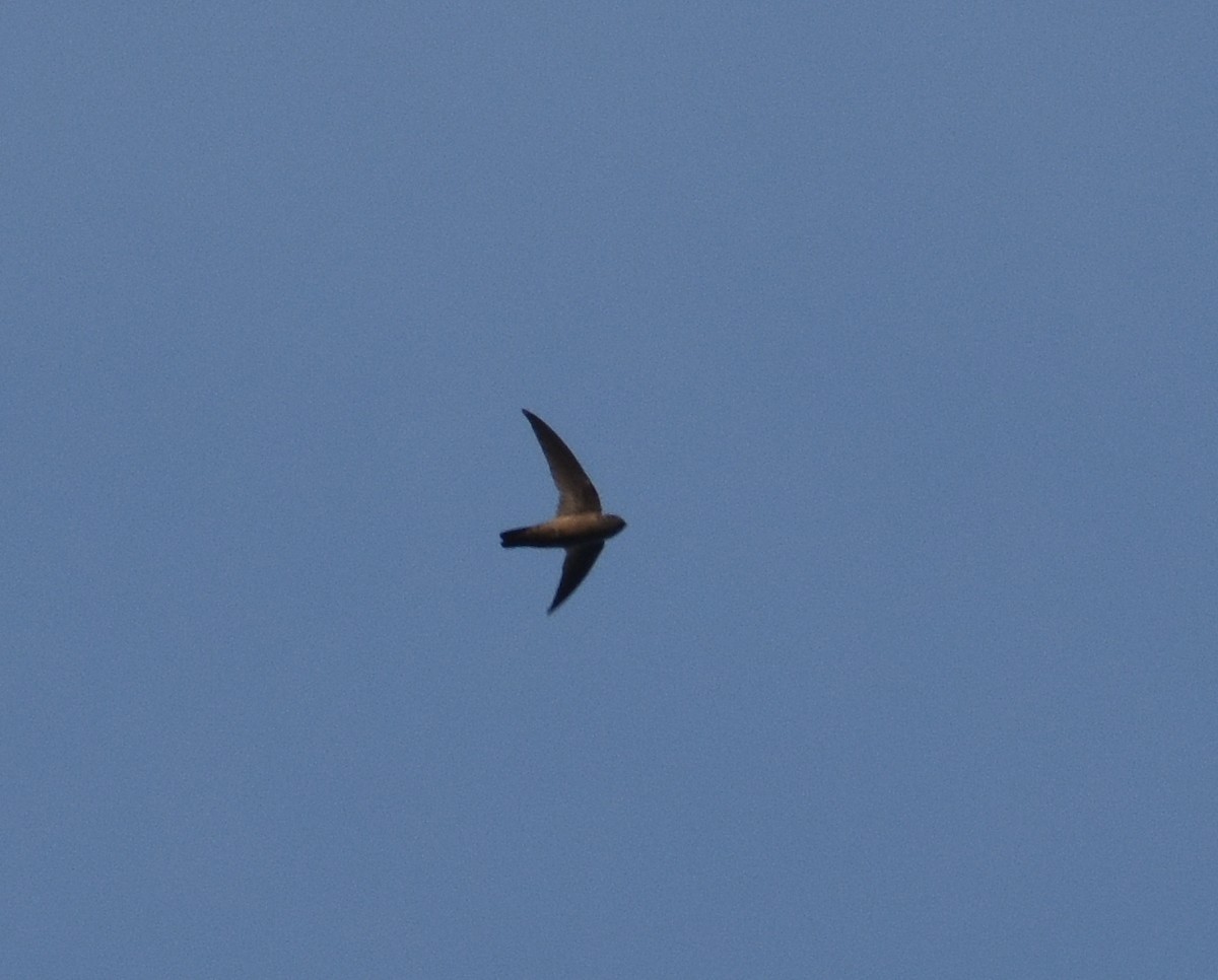 Indian Swiftlet - ML614253623