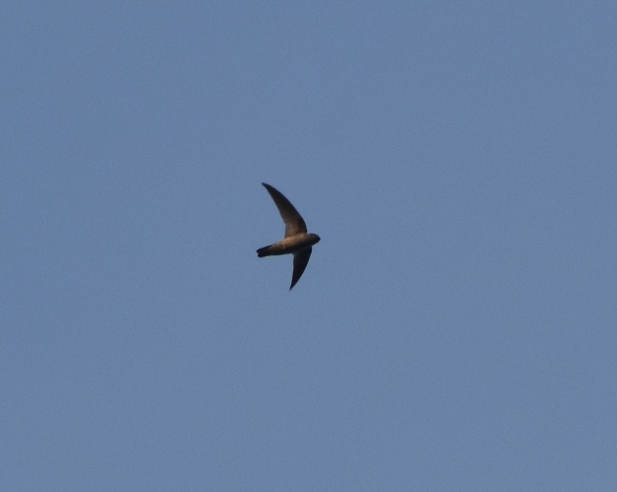 Indian Swiftlet - ML614253625