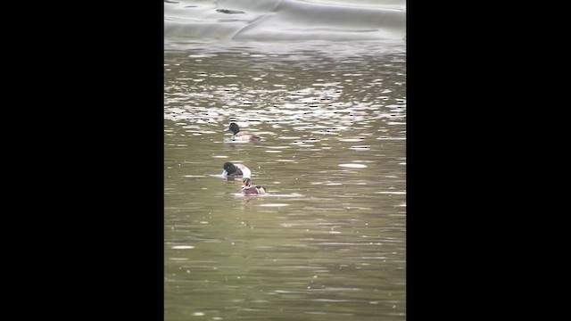 Wood Duck - ML614253627