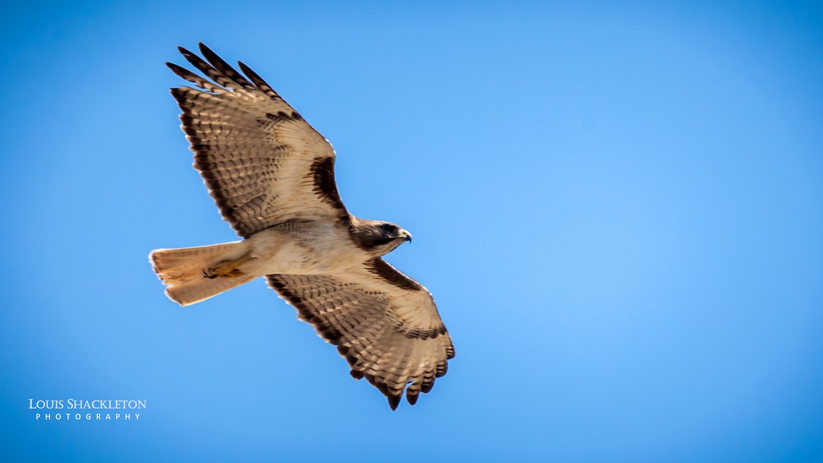 Red-tailed Hawk - Louis Shackleton