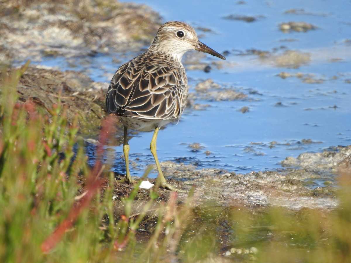 Sharp-tailed Sandpiper - Kerry Vickers