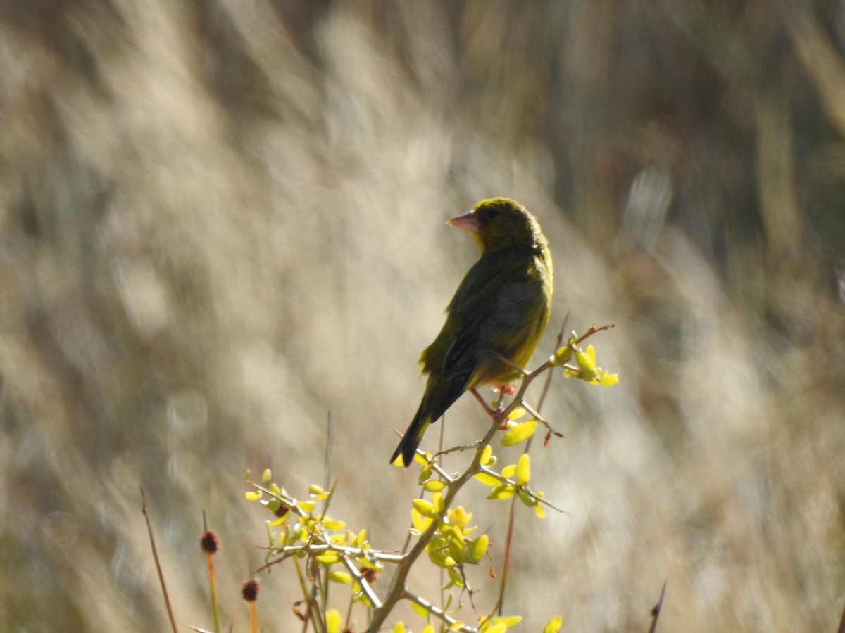 European Greenfinch - Kerry Vickers