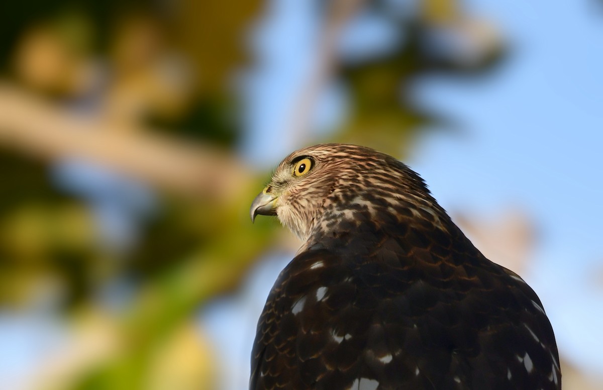 Cooper's Hawk - ML614253738