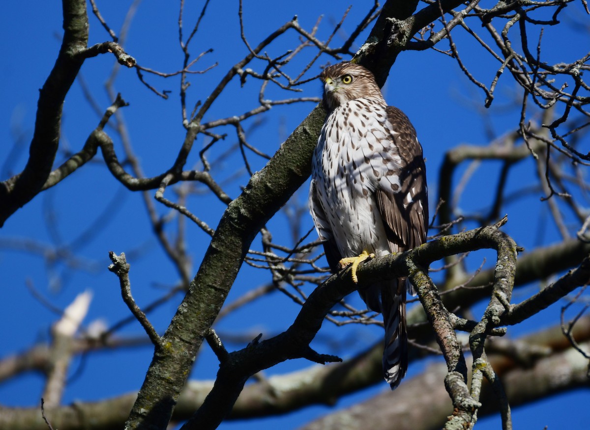 Cooper's Hawk - ML614253739