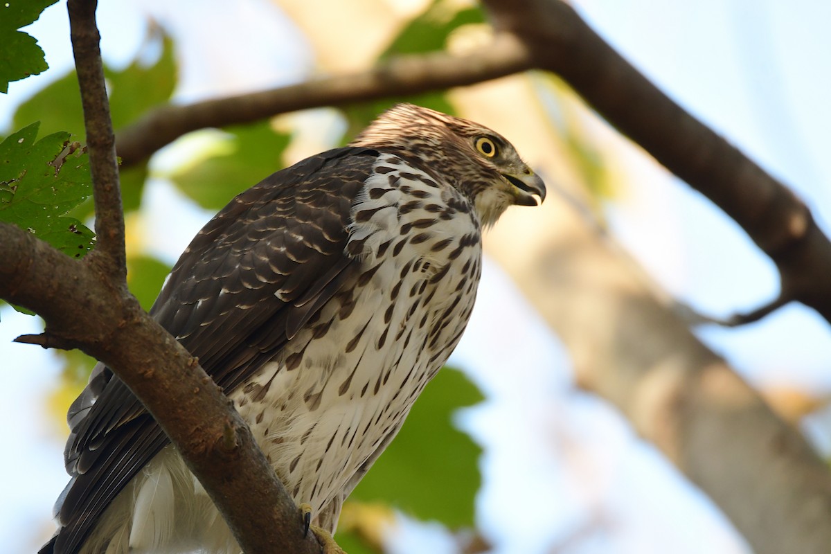 Cooper's Hawk - ML614253740