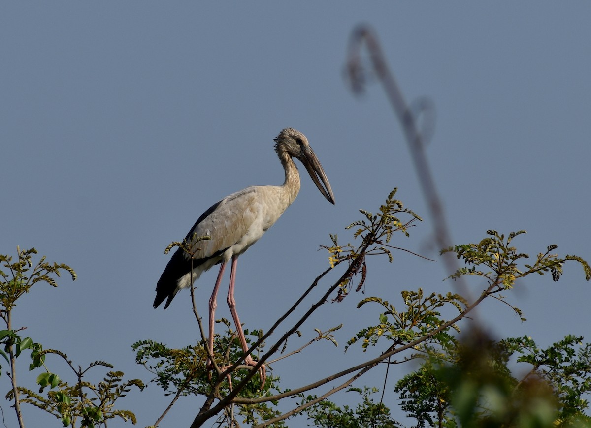 Asian Openbill - ML614253785