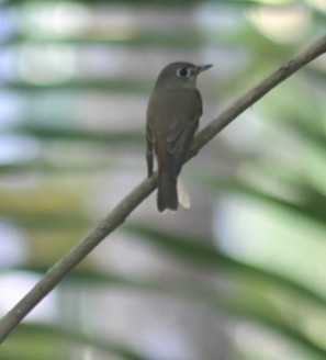 Asian Brown Flycatcher - ARYAKUMARAN M