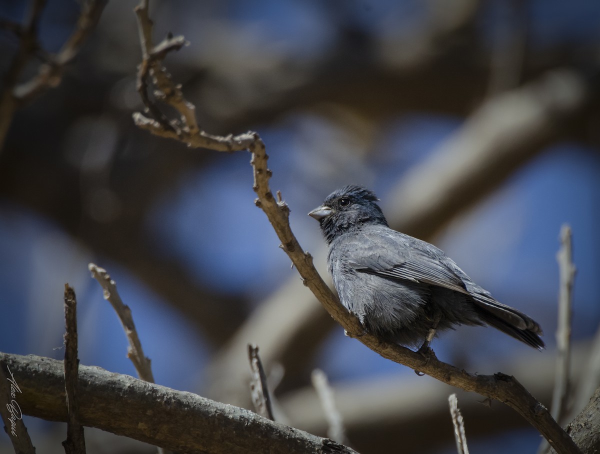 Blue Seedeater (Slate-blue) - ML614253854