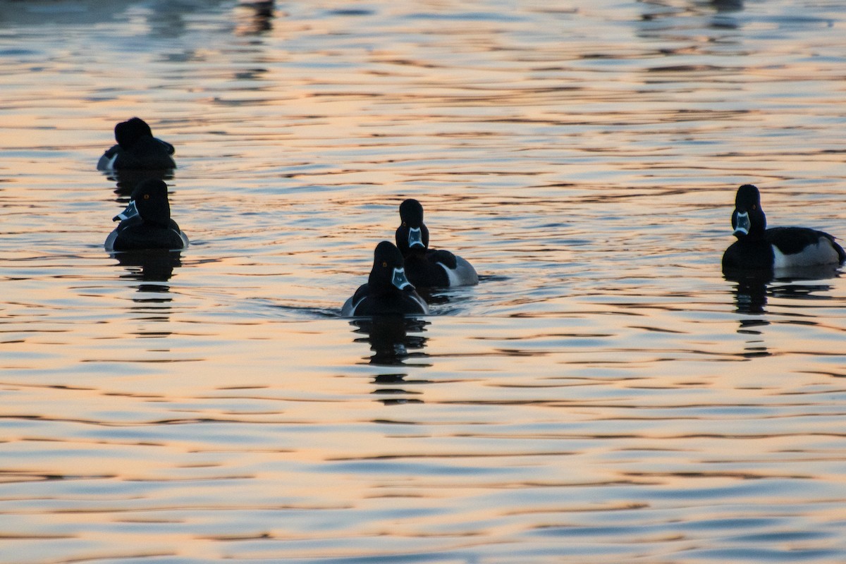 Ring-necked Duck - ML614253868