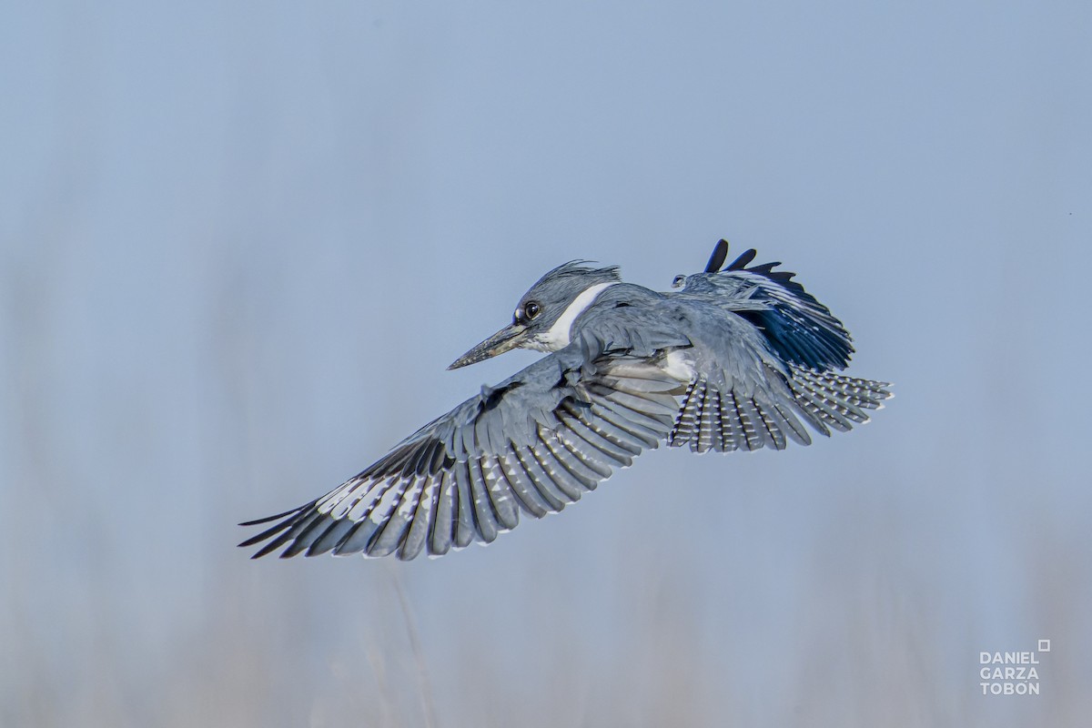 Belted Kingfisher - ML614253912