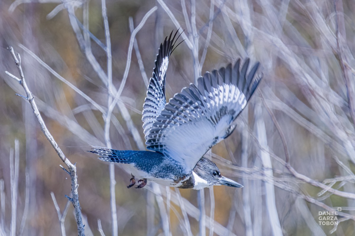 Belted Kingfisher - ML614253913