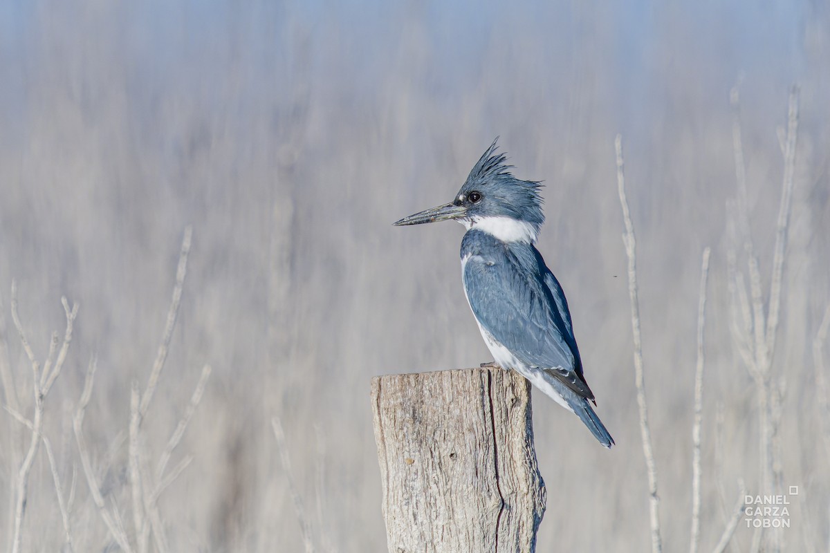 Belted Kingfisher - ML614253914