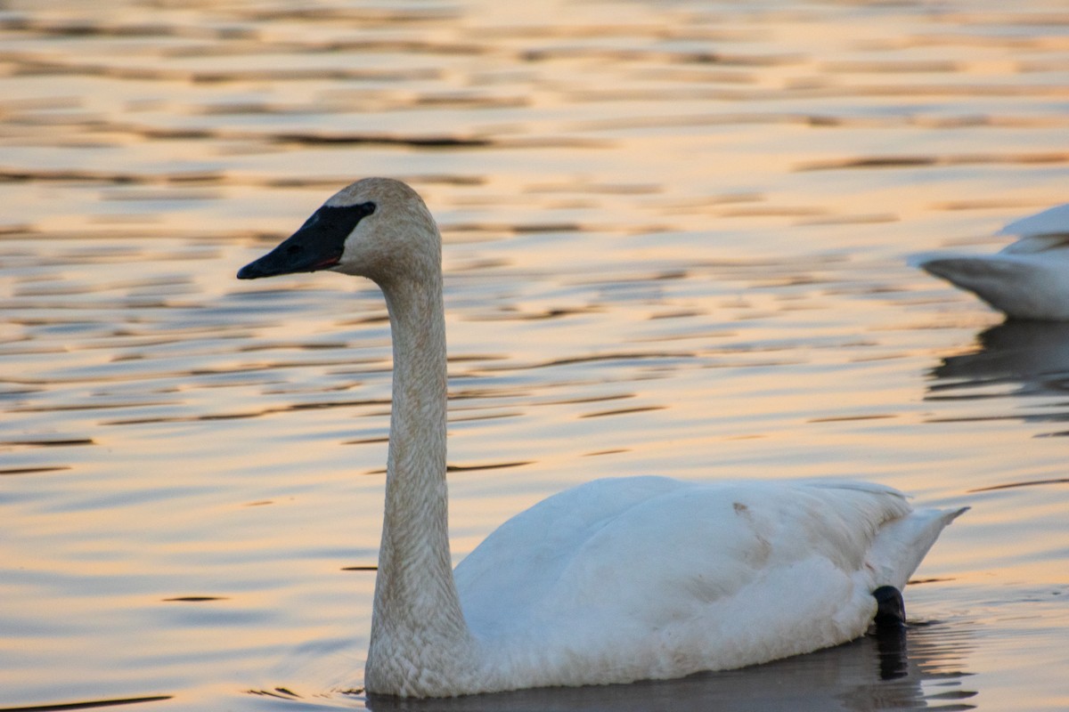 Trumpeter Swan - ML614253920