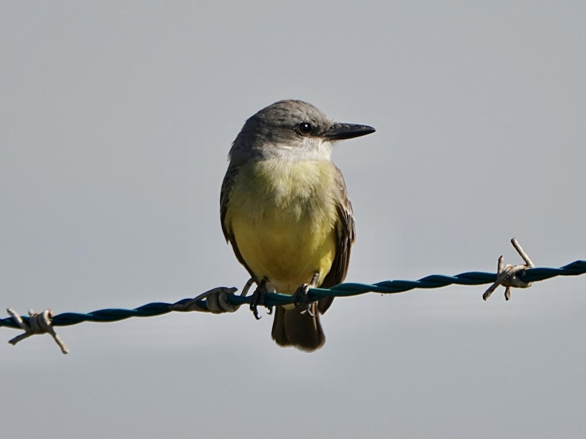 Tropical Kingbird - ML614253959