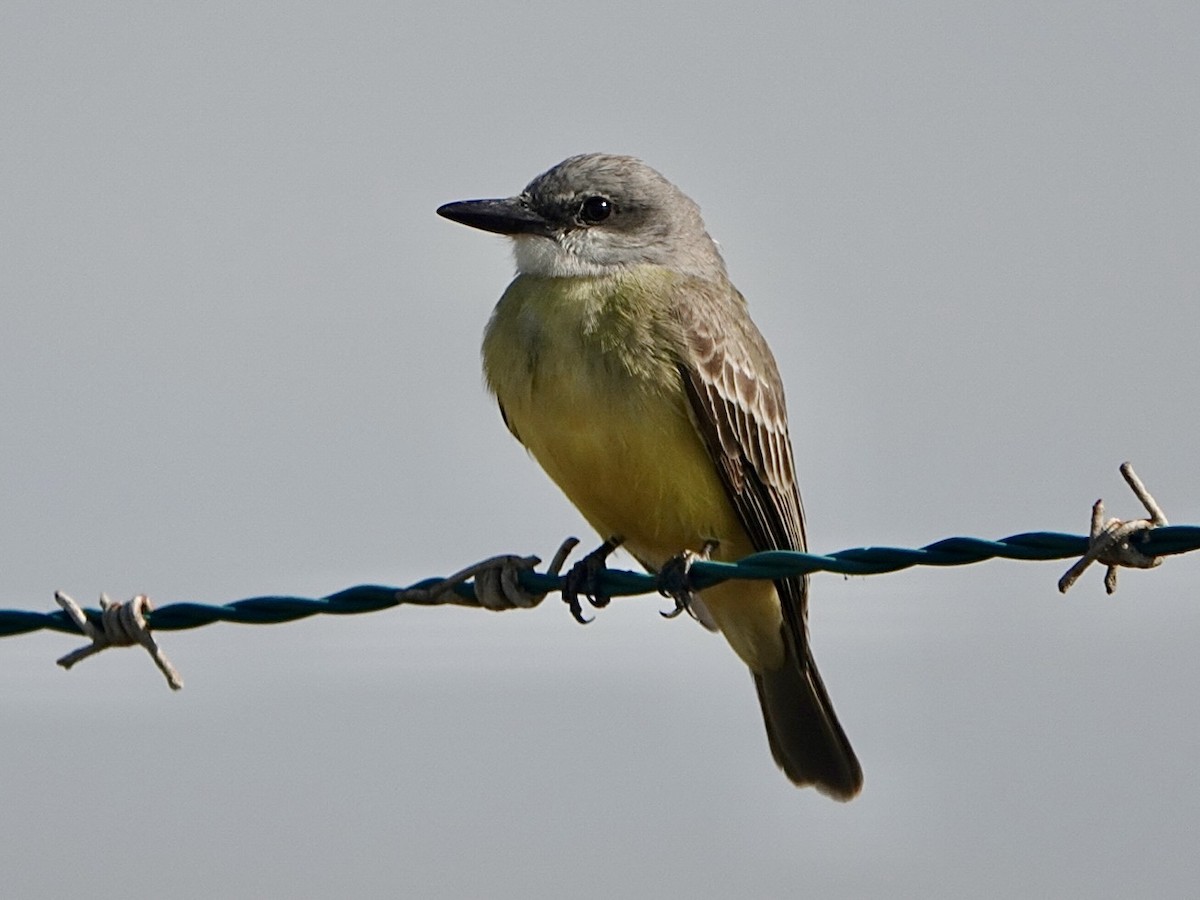 Tropical Kingbird - Brian Daniels