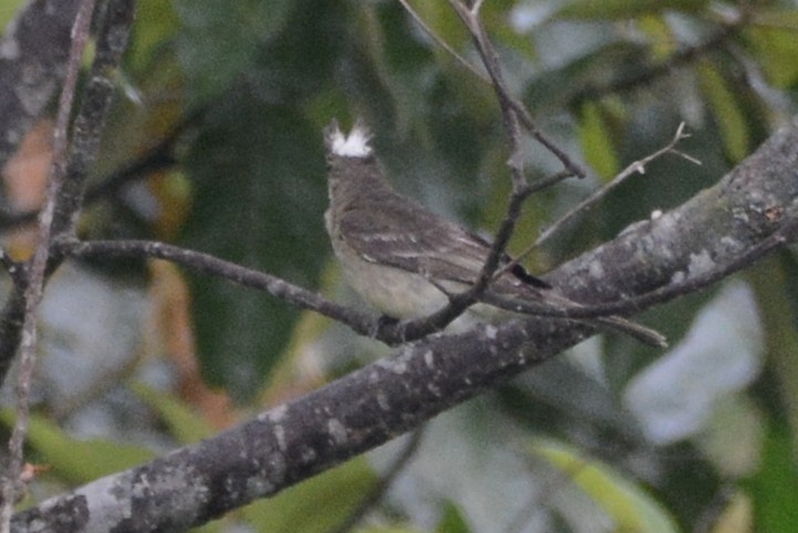 Mottle-backed Elaenia - Cathy Pasterczyk