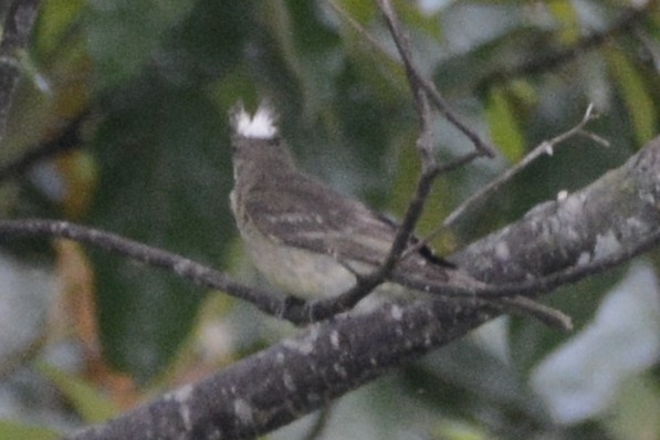 Mottle-backed Elaenia - Cathy Pasterczyk