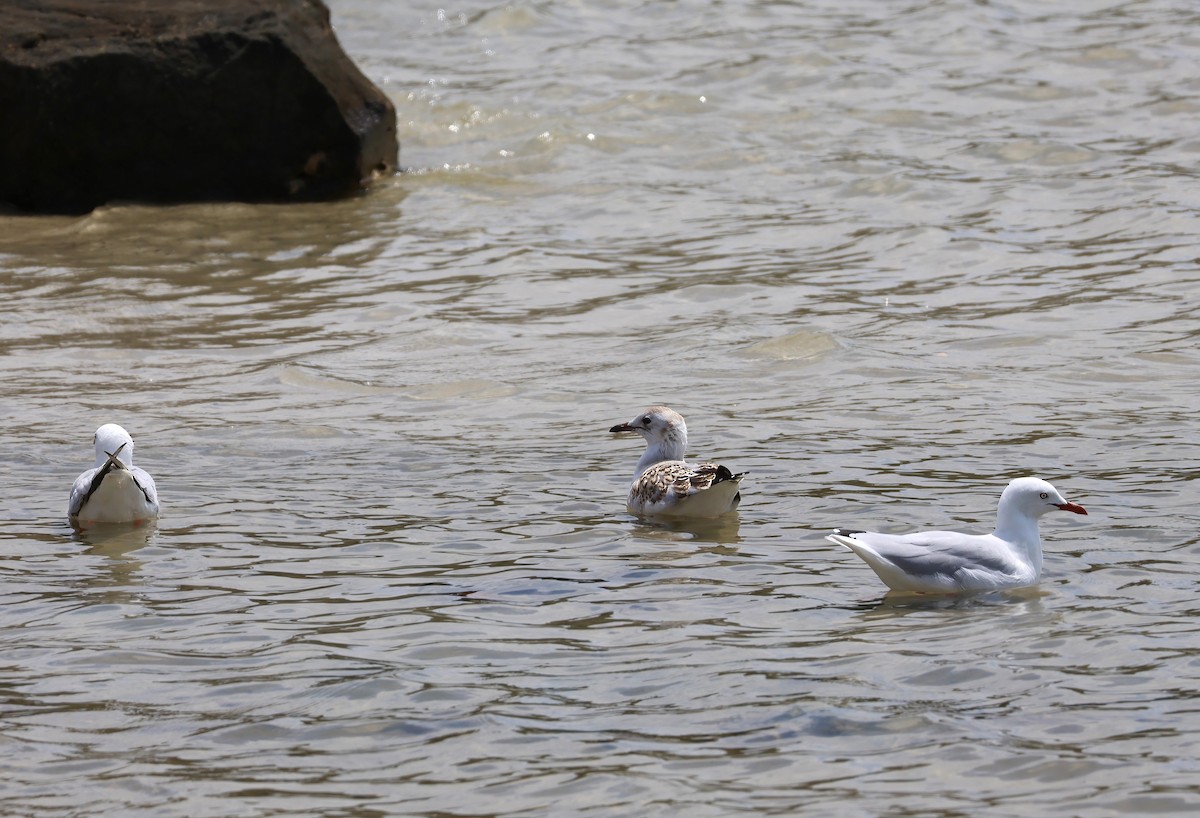 Mouette argentée - ML614254048