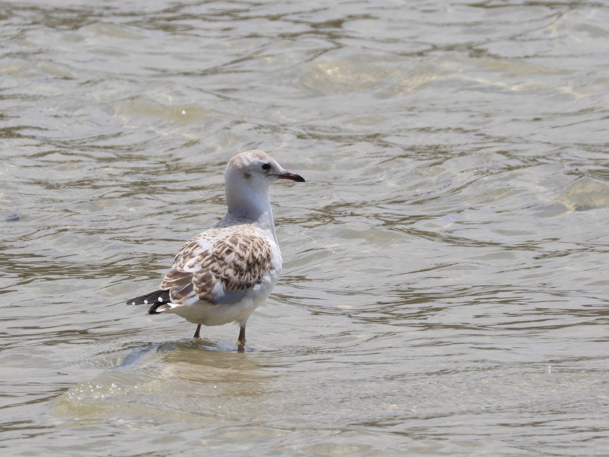 Mouette argentée - ML614254049