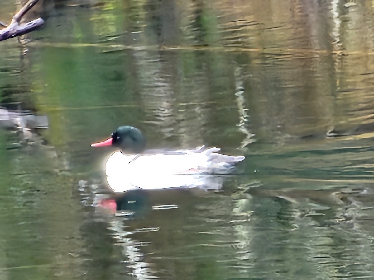 Common Merganser - ML614254064