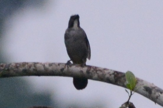 Pepitero Grisáceo del Amazonas - ML614254131