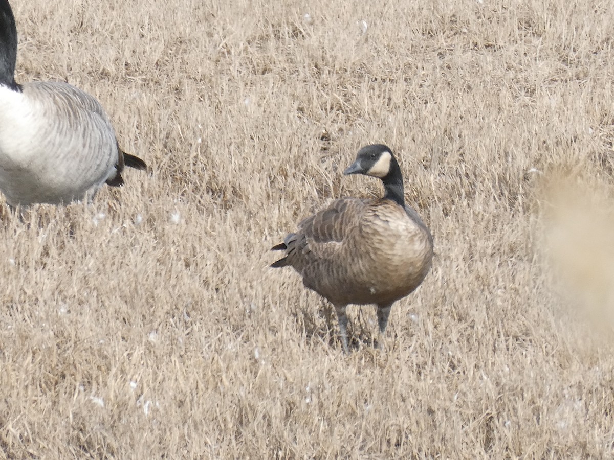 Cackling Goose - ML614254158