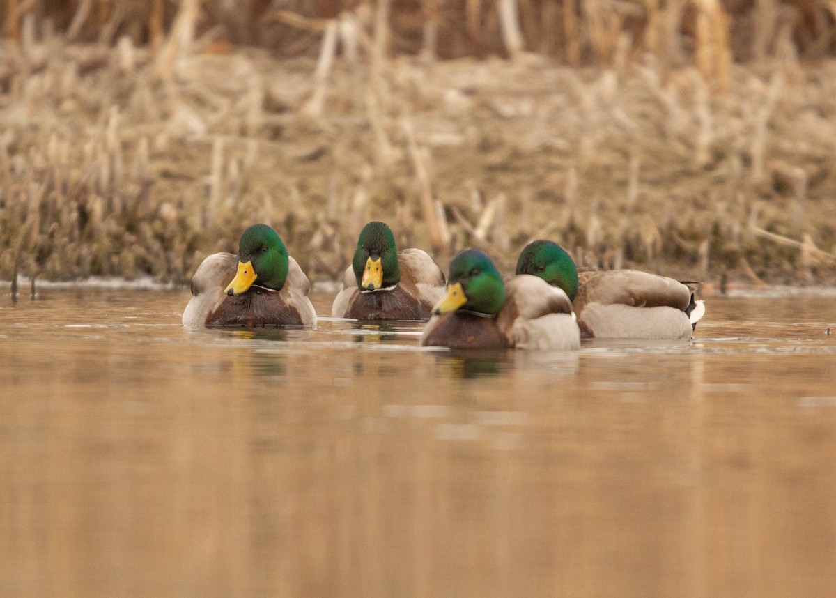 Canard colvert - ML614254179