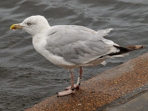 Мартин сріблястий (підвид argentatus/argenteus) - ML614254201