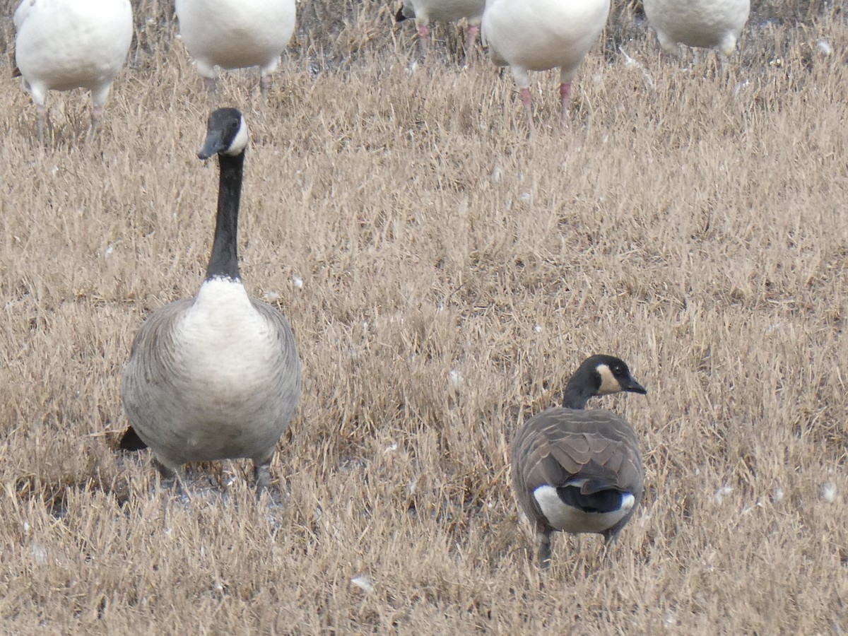 Cackling Goose - ML614254211