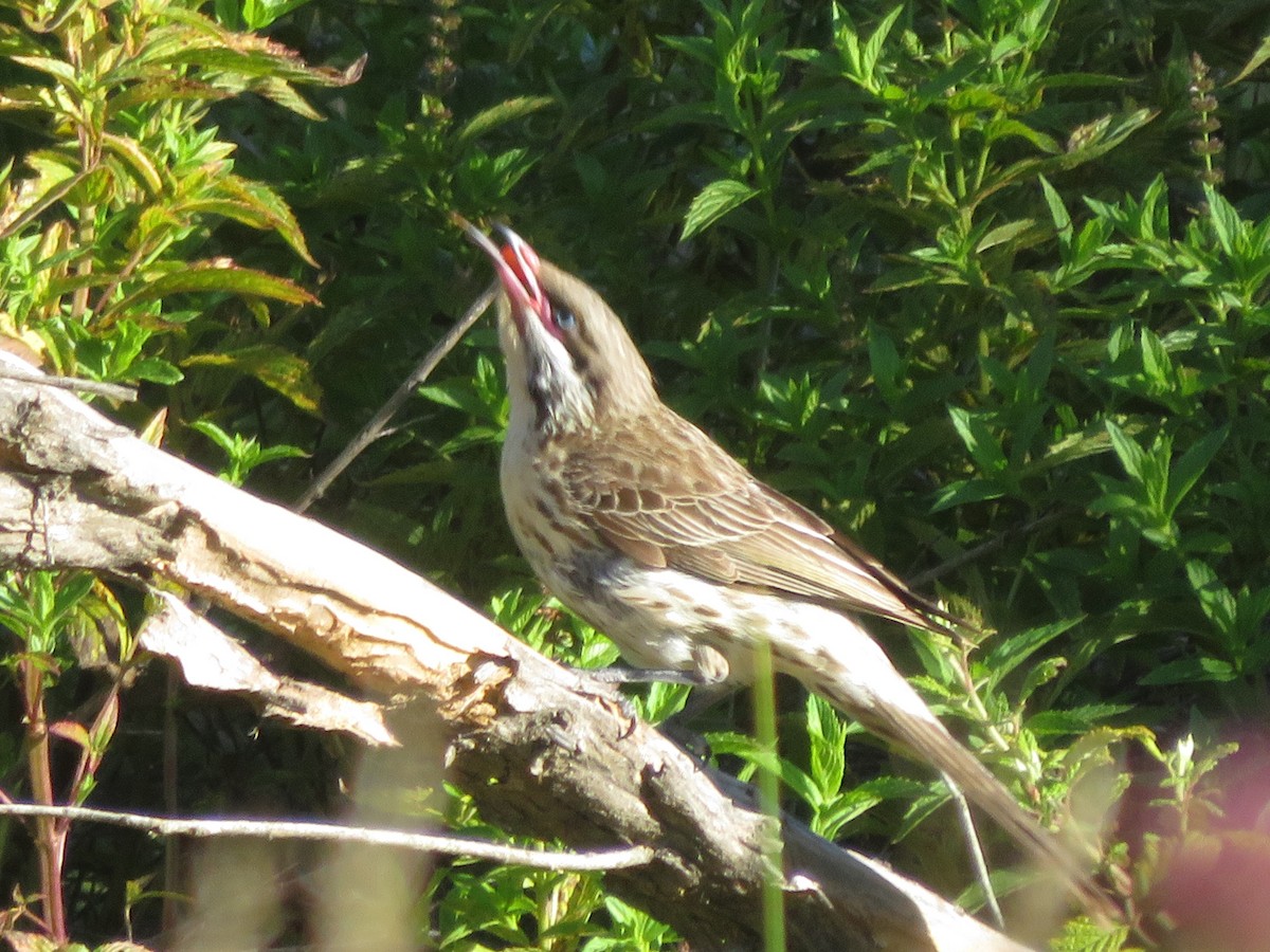 Spiny-cheeked Honeyeater - ML614254269