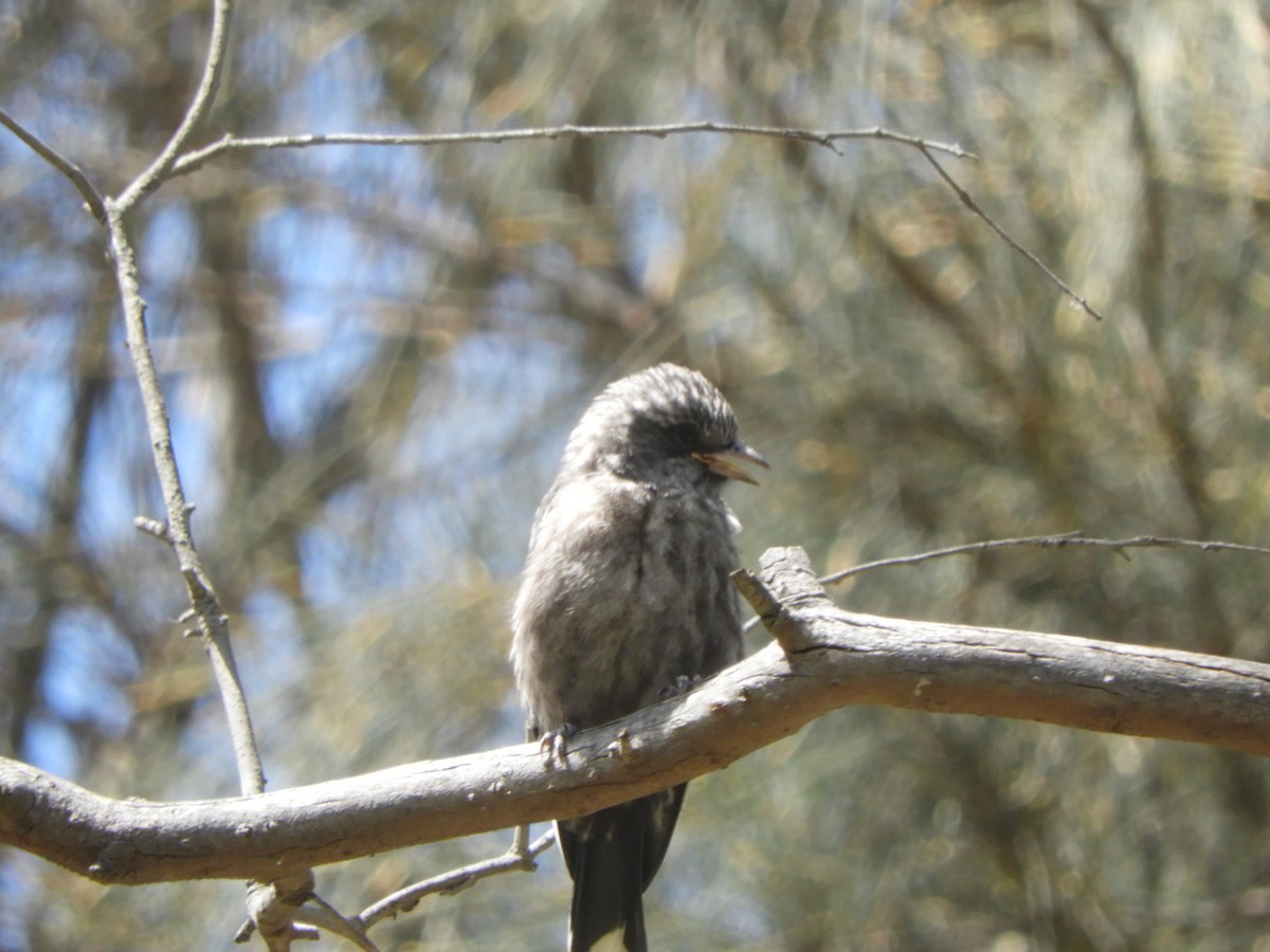 Dusky Woodswallow - ML614254293